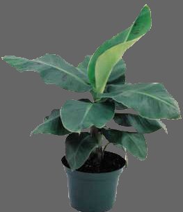 A baby banana plant