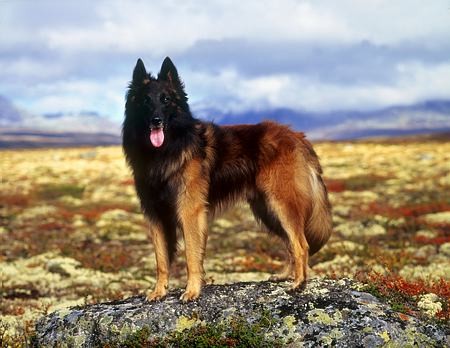 Felix in Rondane