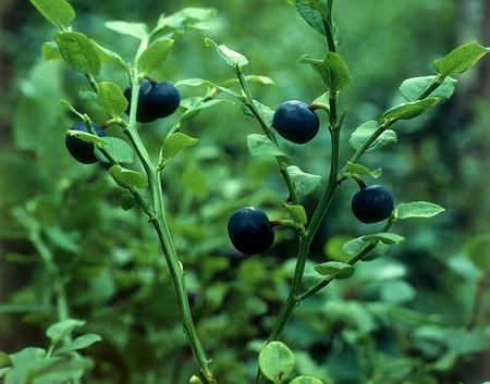 blueberries