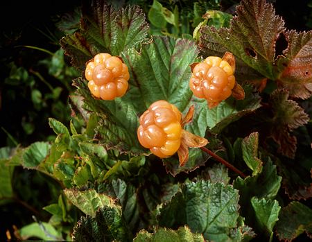 cloudberries