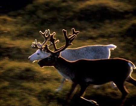 reindeer