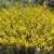 Desert Senna