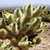 Cholla Cactus