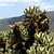 Cholla Cactus