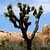 Joshua Tree