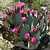 Beavertail Cactus