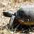 Pacific Pond Turtle