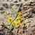 Black-collared Lizard
