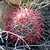 Barrel Cactus