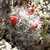 Claret Cup Cactus