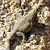 Zebra-tailed Lizard