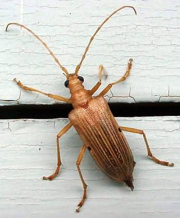 Beetle