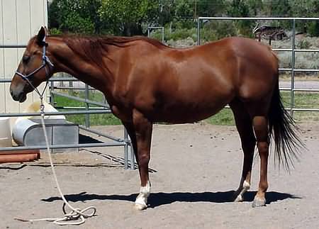 Susan, thoroughbred horse