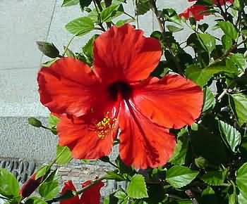 Flower in garden