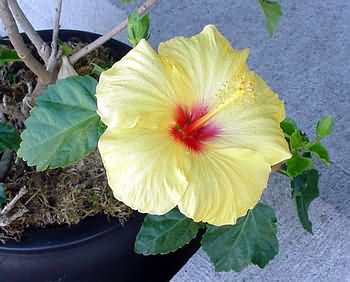 Flower in garden