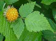 Salmon Berry