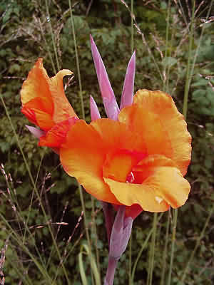 Canna "Pretoria"