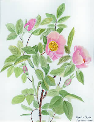 Alberta Wild Rose
