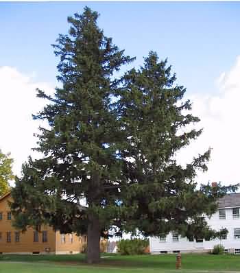 One tree two trunks - Shaker Village New Hampshire