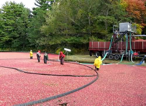 Cranberry Harvesting near Plymouth, Massachusetts