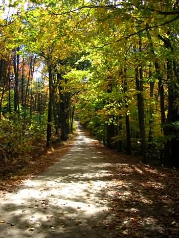Fall Foliage