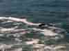 Whale