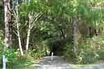 Typical path leading to the coastline