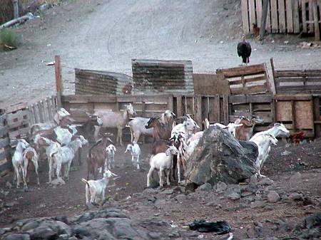 Farmyard