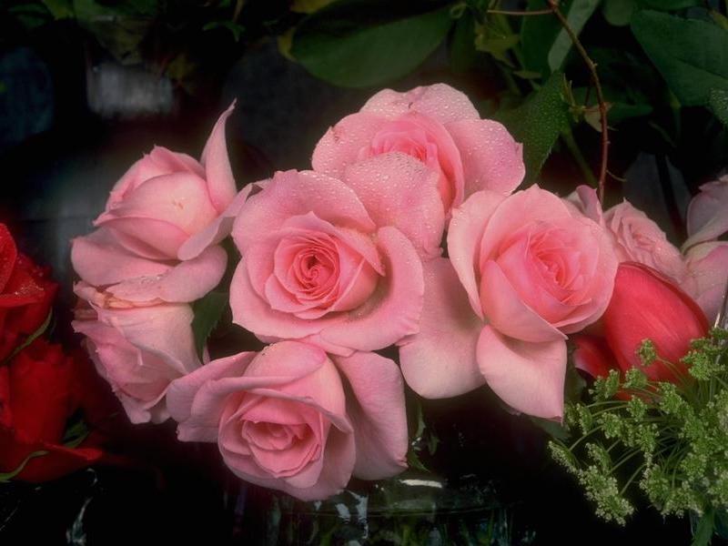 Peach Roses