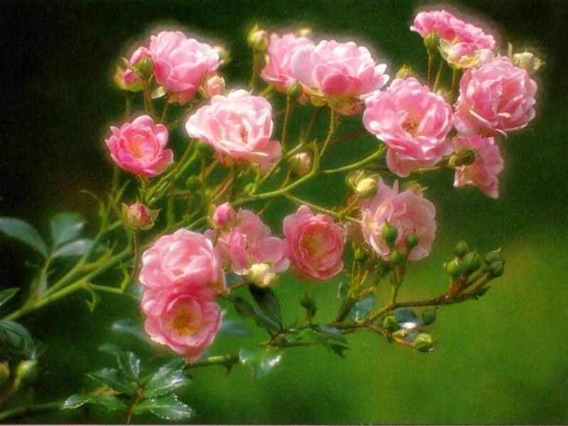 Rose clusters
