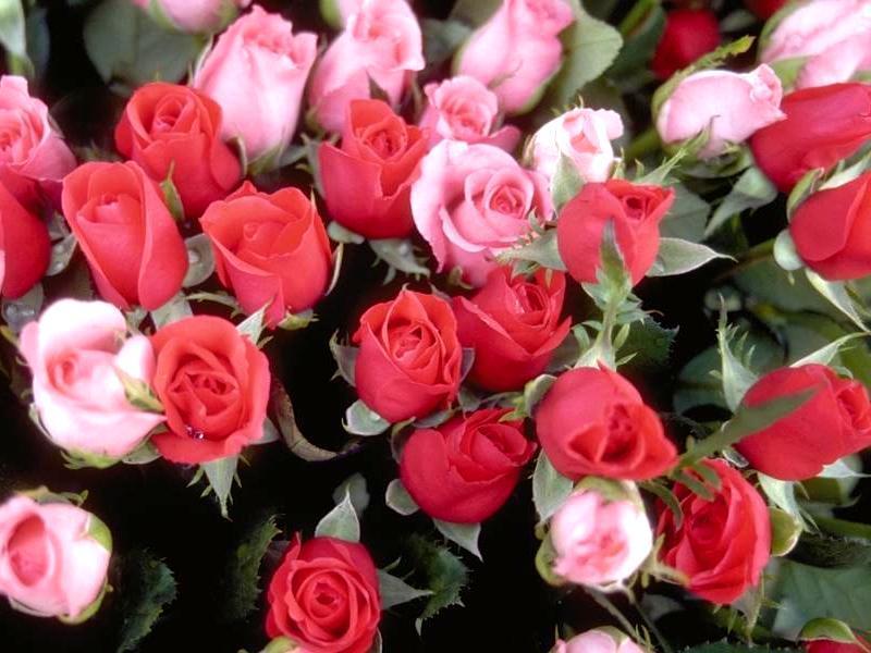 Roses