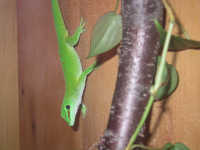 Binks on da wall
