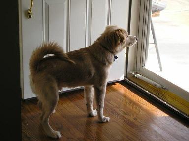 Woof! Woof! At least I can SOUND dangerous from behind the door.