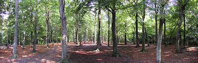 woodland Plumstead london