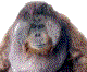 A typical gumbaru