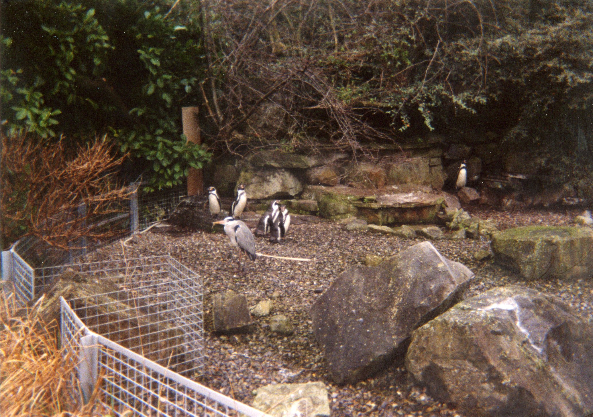 The Penguins