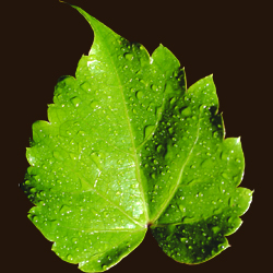 leaves