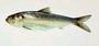 Alewife