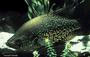 Black crappie