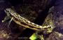 Blackside darter
