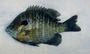 Bluegill