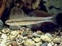 Bluntnose minnow