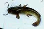 Brown bullhead