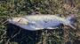 Channel catfish