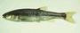 Creek chub