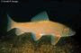 Golden redhorse