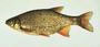 Golden shiner