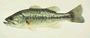 Largemouth bass