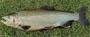 Rainbow trout