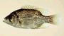 Rock bass